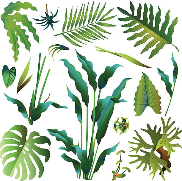 various green tropical rainforest leaves A vector illustration of various green tropical rainforest leaves including heliconia, hawaiian fern, stag horn fern, giant philodendron, palm leaf and elephant ear. tropical tree stock illustrations