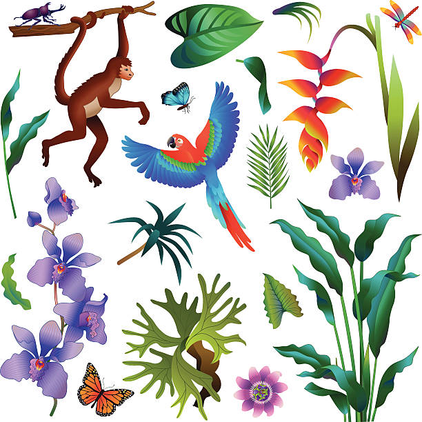 ilustraciones, imágenes clip art, dibujos animados e iconos de stock de selva tropical amazónica varias plantas y animales - amazonia