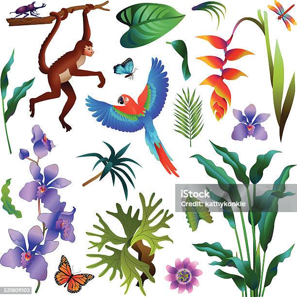 Various Tropical Amazon Rainforest Plants And Animals Stock Illustration -  Download Image Now - iStock