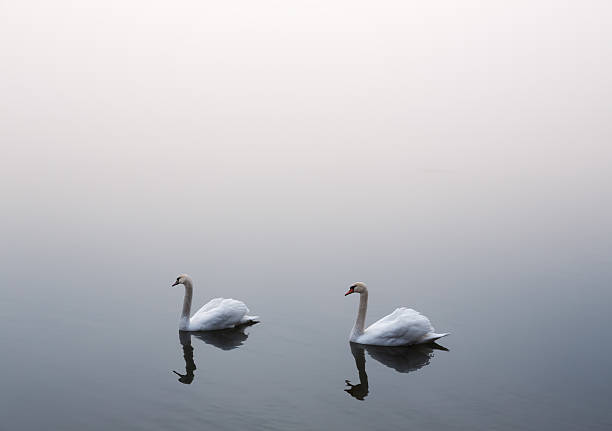 istock Swans On The Lake 531811957