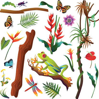 A vector illustration of various tropical Amazon rainforest plants and animals including a red-eyed tree frog, morpho butterfly, red heliconia flower, vines, tree branches, anthurium flower, palm leaf, orange heliconia, cornflower, passion flower, five horned rhinoceros beetle, elephant ear leaf, dragonfly