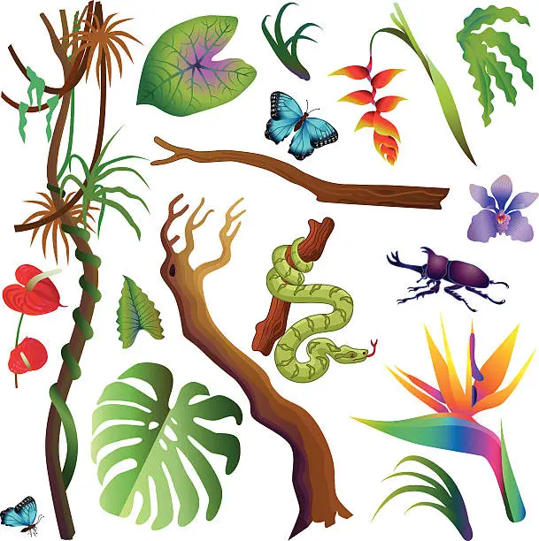Vector illustration of various tropical Amazon rainforest plants and animals