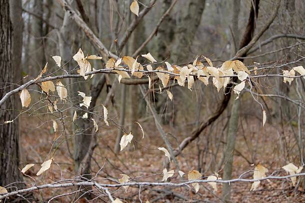 葉に垂れ下がる - american beech ストックフォトと画像