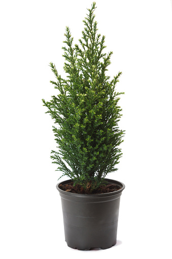 Thuja in a pot, isolated on white background