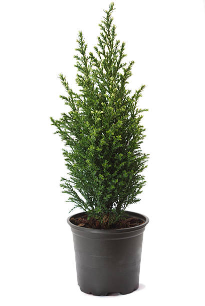 thuja - bush american arborvitae isolated tree zdjęcia i obrazy z banku zdjęć