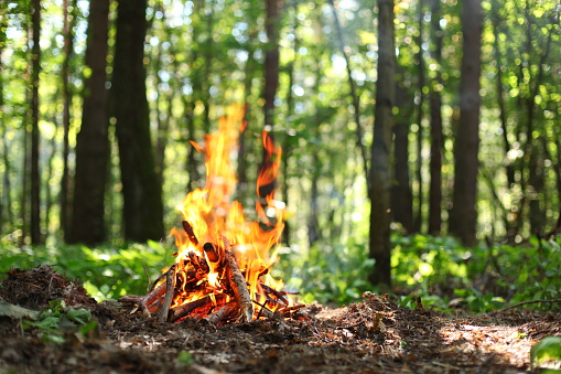 Bonfire in the forest.
