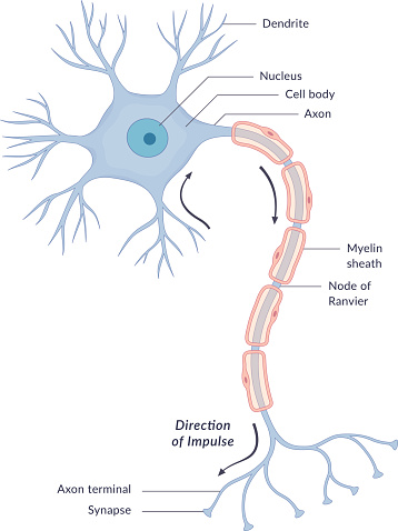 A diagram of a typical human brain cell (neuron) with different parts and the direction of impulse labelled. This is an editable EPS 10 vector illustration with CMYK color space.