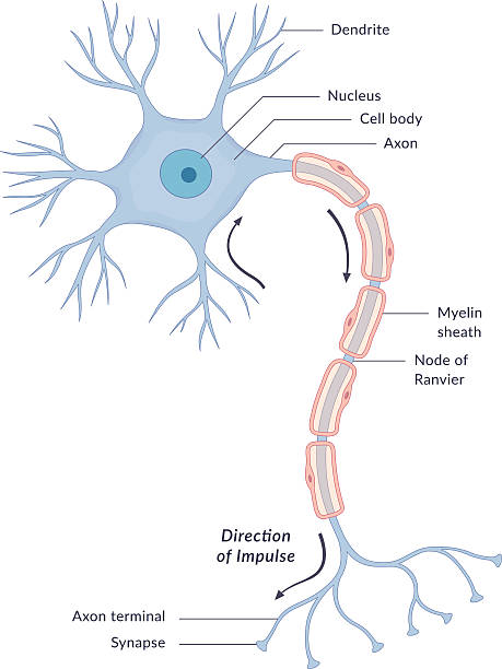 Neuron Diagram A diagram of a typical human brain cell (neuron) with different parts and the direction of impulse labelled. This is an editable EPS 10 vector illustration with CMYK color space. neuron axon stock illustrations