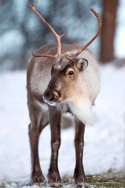 istock Reindeer eating the winter forest 531825999