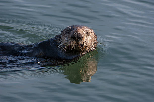 istock Wild Sea Otter Foraging for Food 531826593