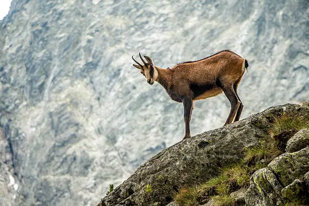 Wild goat standing at the edge of hill. 