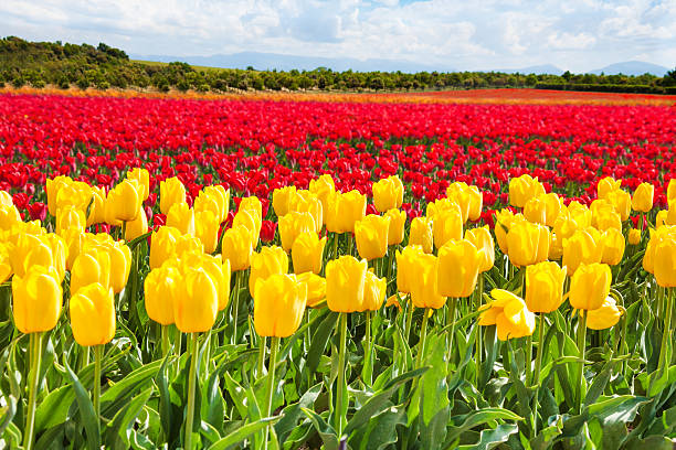 istock Yellow and red tulips during sunny day in summer 531826677