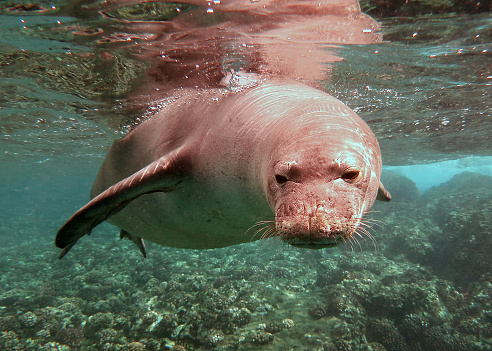 These critically endangered seals lead a rather solitary life along the Hawaiian shoreline.  -Maui, HI 