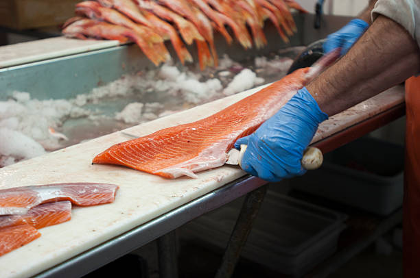 One man filleting fish in preparartion for market.
