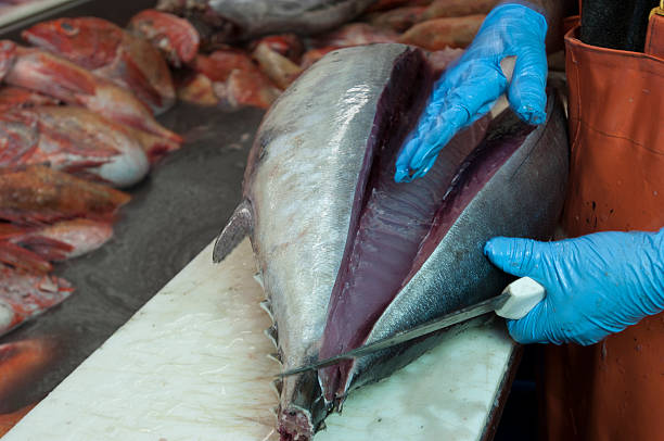 Fresh Tuna Fish Being Prepared for Market