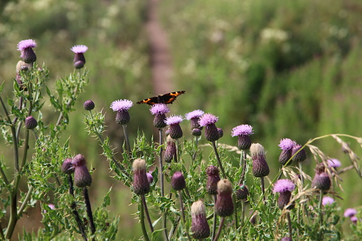 July 2015 Taken on the west coast outside of Stonehaven, Scotland.