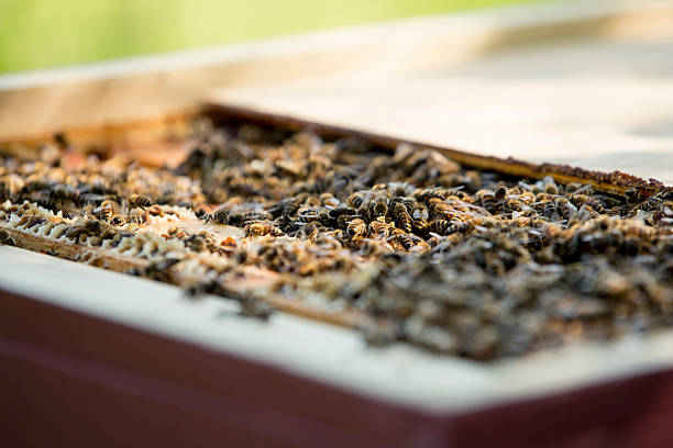 istock Honey Bees on a in a Commercial Bee Hive 531841960