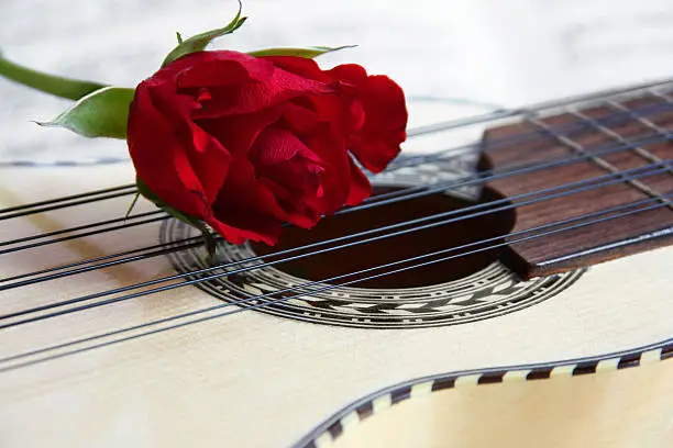 Red rose on a South American Music instrument Charango