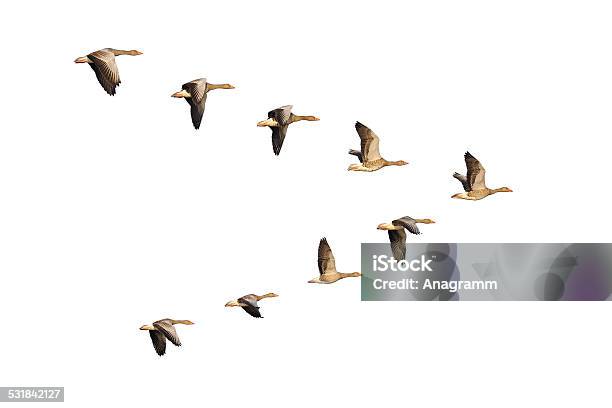 Photo libre de droit de Greylag Oies En Vol banque d'images et plus d'images libres de droit de Oie - Oiseau des rivières - Oie - Oiseau des rivières, Oiseaux volant en formation, Voler