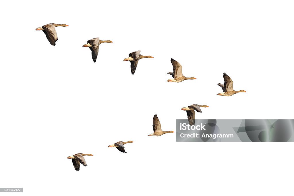 Greylag Geese in flight Flock of migrating greylag geese flying in V-formation. Goose - Bird Stock Photo