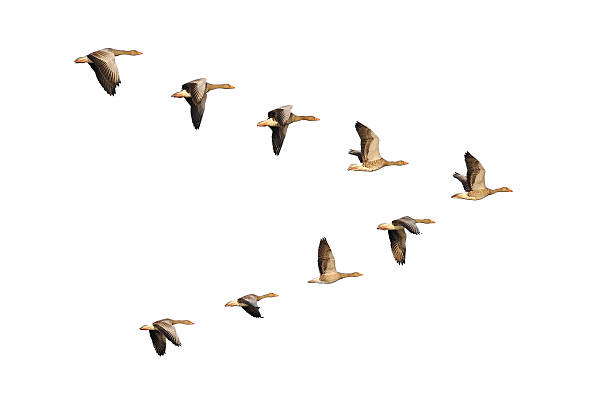 Greylag Geese in flight Flock of migrating greylag geese flying in V-formation. flock of birds photos stock pictures, royalty-free photos & images