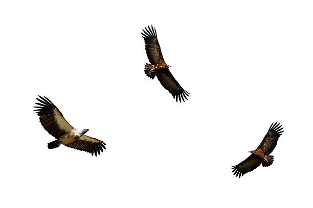 Vultures in flight White-backed Vulture and Hooded Vulture in Flight vulture photos stock pictures, royalty-free photos & images