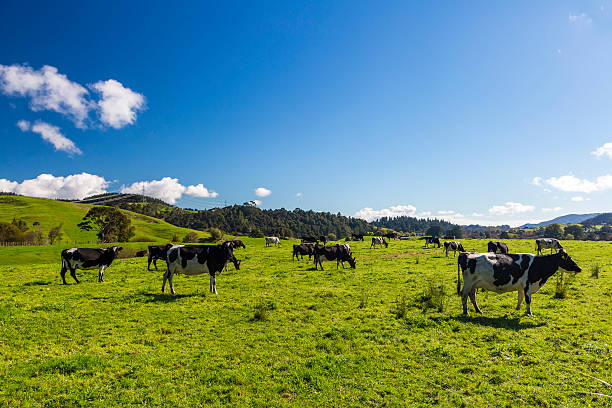 소 - guernsey cattle 뉴스 사진 이미지