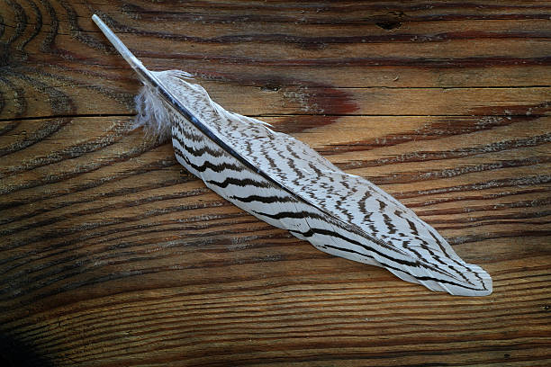 istock white feather with black stripes on old wood 531843135