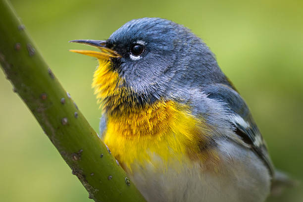 Northern Parula - Small and active bird with blue back and yellow throat.