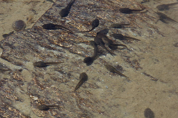 gruppo di tadpoles - madesimo immagine foto e immagini stock