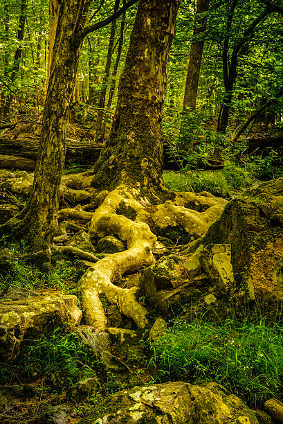 Large roots of an oak tree Large roots of an oak tree at the bank of Eno River in Durham, North Carolina near Duke University. There is a walking trail along the river where you could enjoy the beauty of nature and wildlife, passing through the rustic scenery of trees, shrubs, water and rocks. This image was taken during spring season. eno river stock pictures, royalty-free photos & images