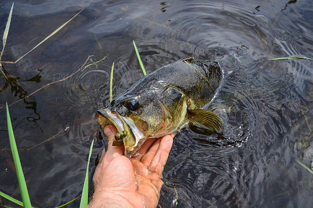 istock Fish out of water 531844076