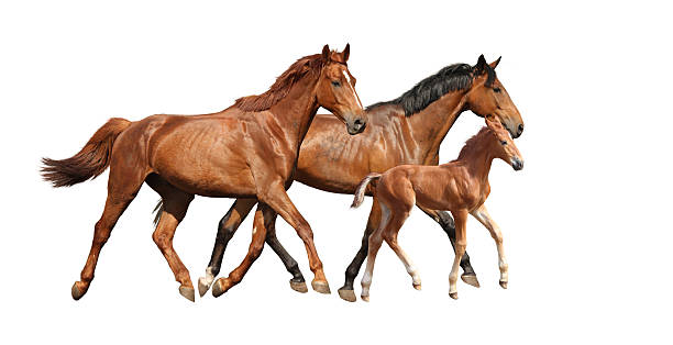 istock Chestnut cute foal running free with his parents 531844129