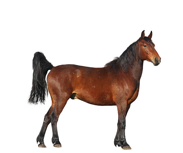istock Bay horse standing isolated on white background 531844157