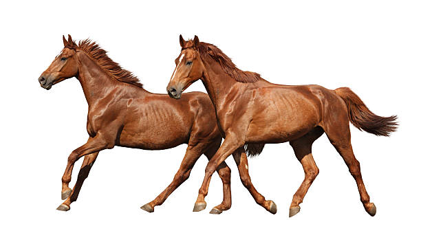 istock Two beautiful horses running isolated on white 531844215