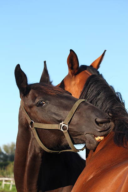 istock Black and brown horses nuzzling each other 531844261