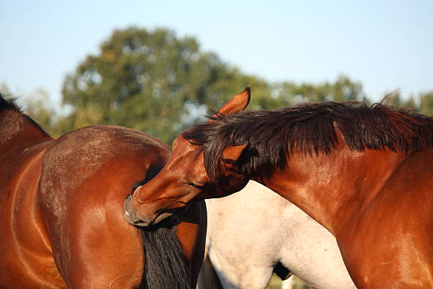 istock Brown horse biting another horse tail 531844267