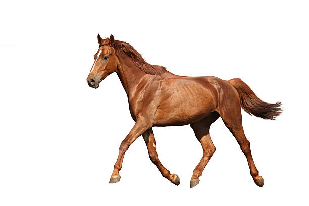 istock Chestnut brown horse running free on white background 531844281