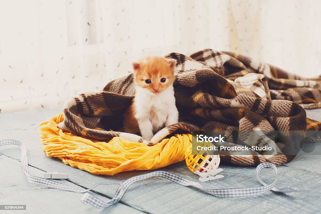 Red orange newborn kitten in a plaid blanket Red orange newborn kitten in a plaid blanket. Sweet adorable tiny kitten on a serenity blue wood background play with cat toy and ribbon. Small cat. Funny kitten crawling and meowing Affectionate Stock Photo