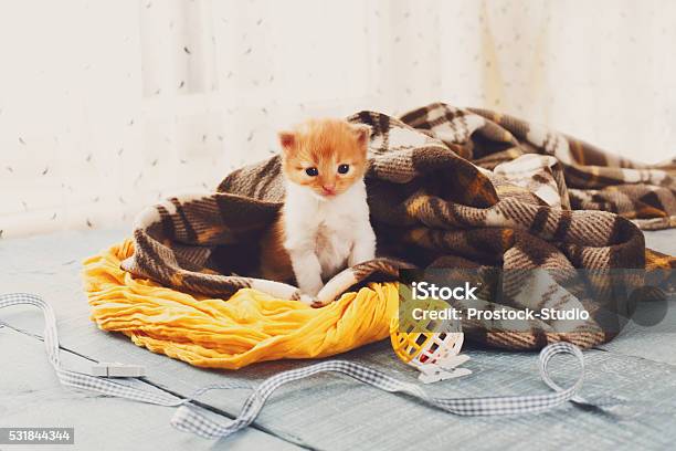 Red Orange Newborn Kitten In A Plaid Blanket Stock Photo - Download Image Now - Affectionate, Animal, Animal Whisker