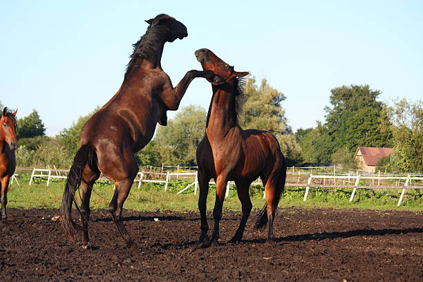 Two horses fighting at the pasture in summer