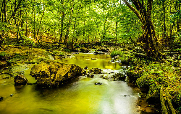 Slow moving waters of Eno Rocks and trees at Eno River State Park in Durham,North Carolina. This is one of the best natural parks in the northern part of the city, just few miles away from Duke University. It has several hiking trails beneath a thick forest of maple, oak and evergreen trees. Hiking on its trails gives you not only the benefits of exercise and fresh air, but also provides an enjoyable rustic beauty of nature and wildlife. eno river stock pictures, royalty-free photos & images