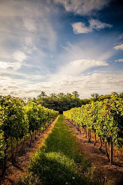 Vineyards near Saint Emilion