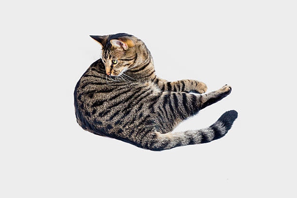 istock cute tiger cat isolated on white 531845735