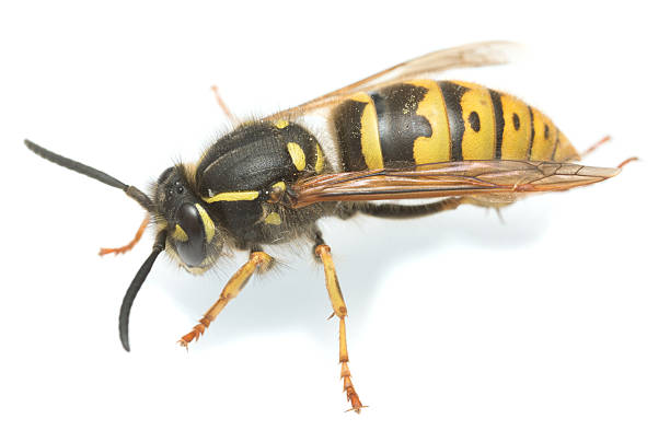 istock Common wasp, Vespa vulgaris isolated on white background 531845764