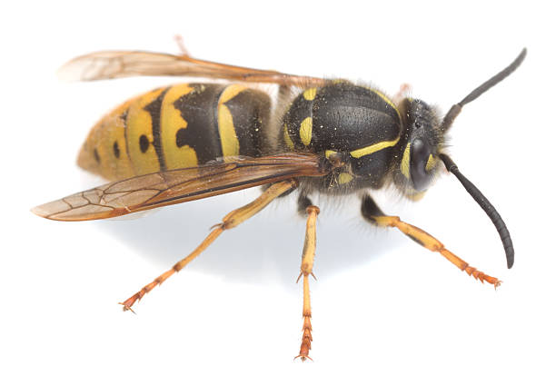 istock Common wasp, Vespa vulgaris isolated on white background 531845858
