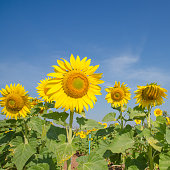 nahaufnahme-von-sonnenblumen-gegen-einen-blauen-himmel-auf-feld.jpg?b=1&s=170x170&k=20&c=M2UPvySWj4NJHFMgBAPHRvG8Qqk2GrdF-s0MHExPehA=