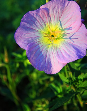 Primrose in morning light.