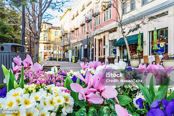 Scenery Of The Flower Bed In The Street Stock Photo - Download Image Now - California, San Jose - California, Downtown District