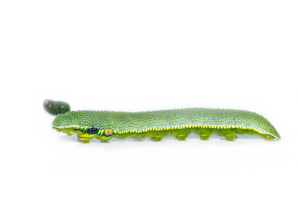 istock Caterpillar of great orange tip butterfly 531846882